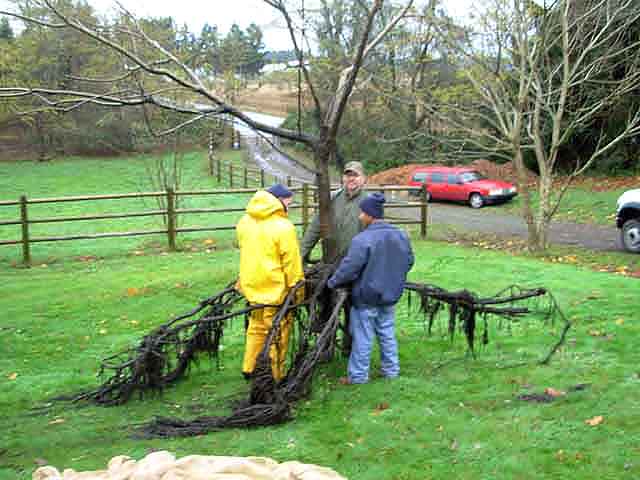 Removing the Bush Butternut sapling
                    from the Bush Homestead